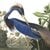 Blue Heron by J.J. Audubon Wallpaper Mural