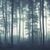 Sea of Trees Forest Wallpaper Mural